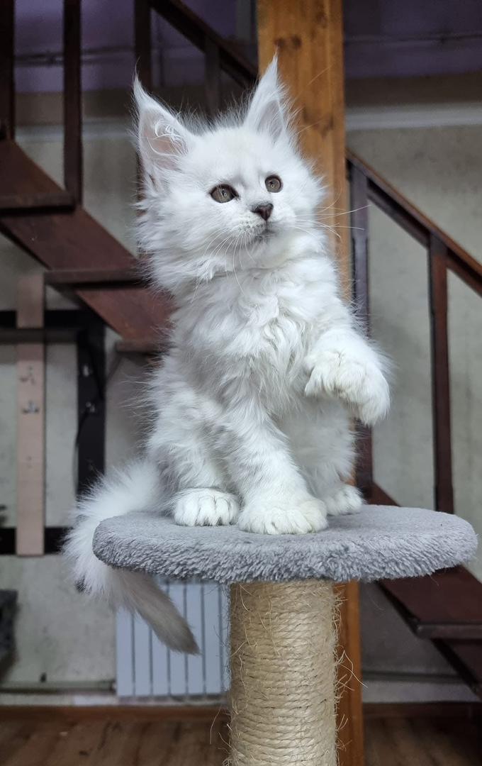 maine coon kittens for sale