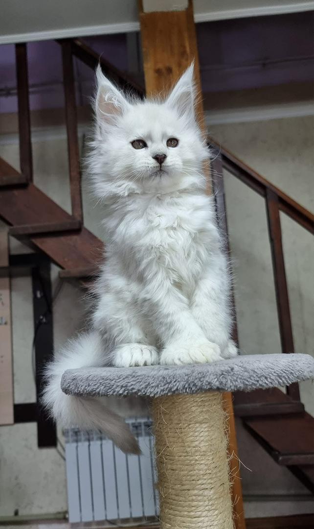 maine coon kittens for sale