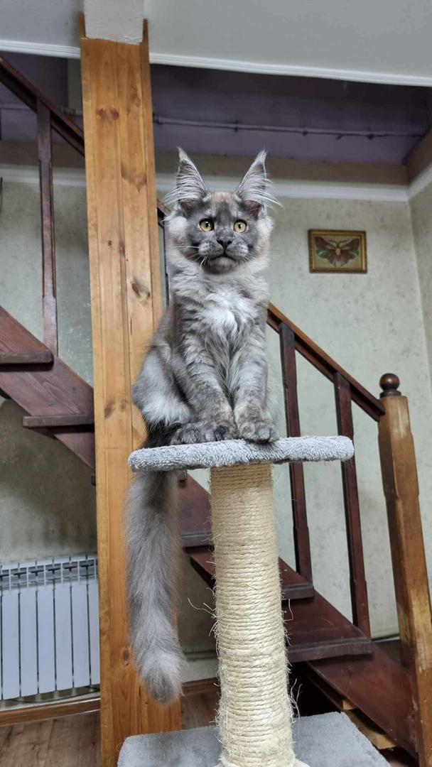 maine coon kittens for sale