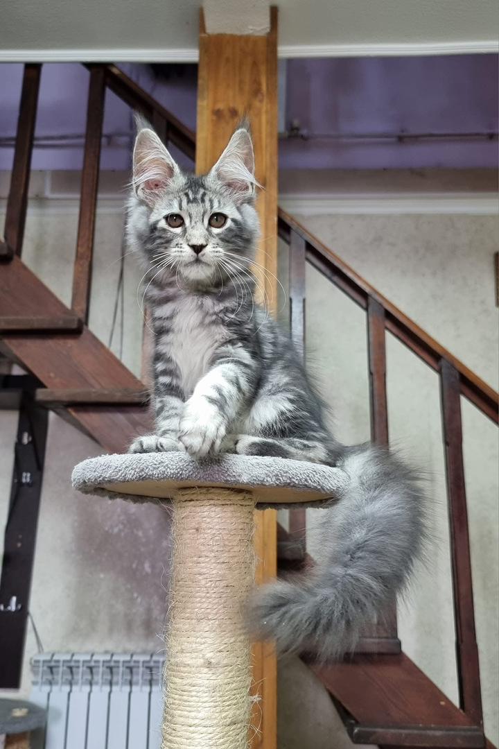 maine coon kittens for sale