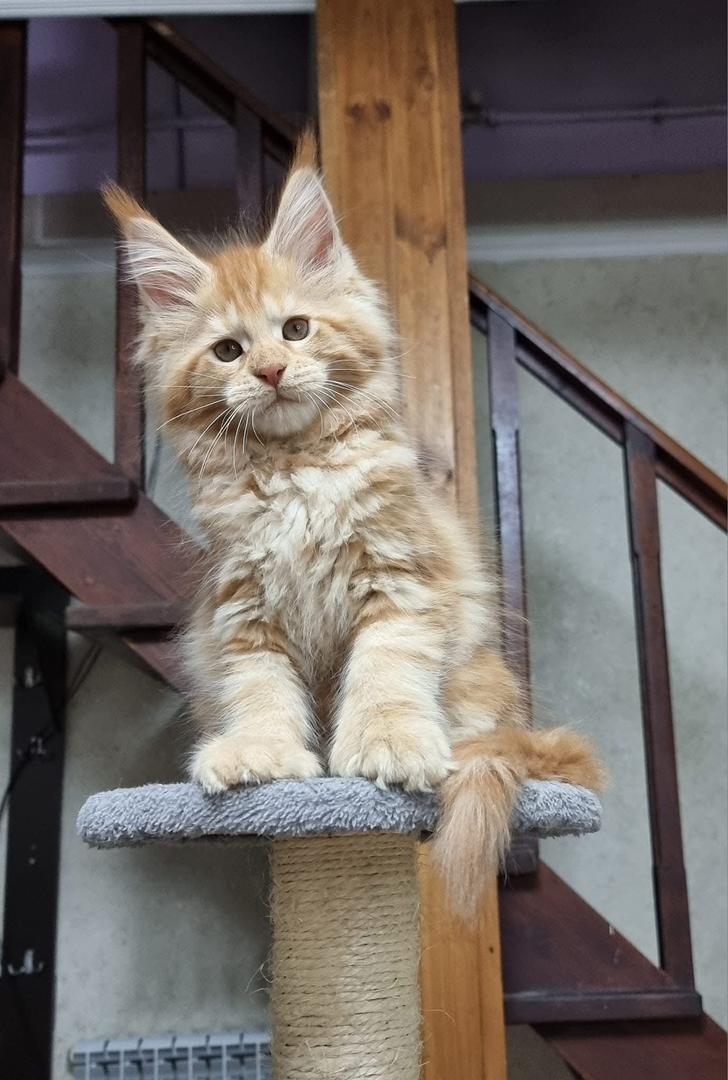 maine coon kittens for sale