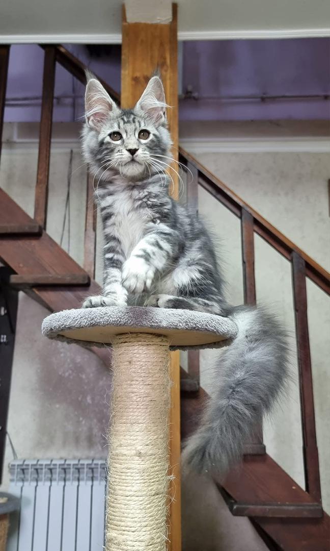 maine coon kittens for sale