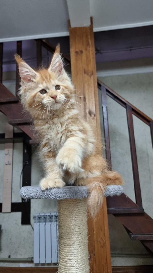 maine coon kittens for sale