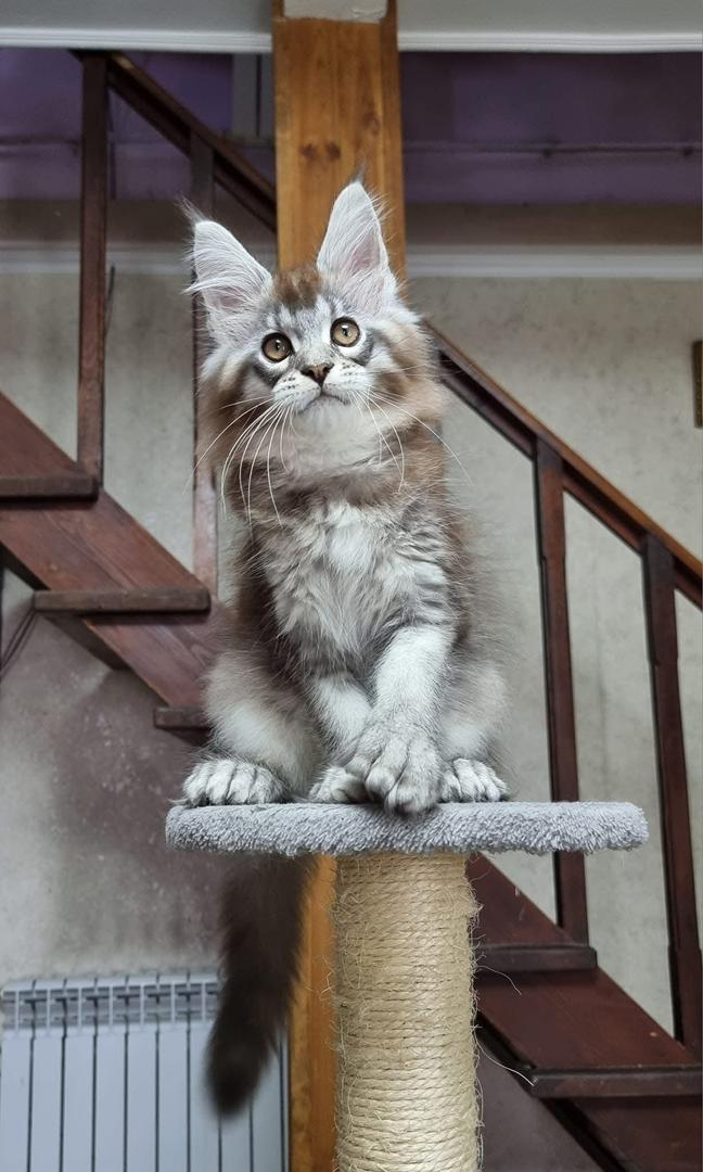 maine coon kittens for sale