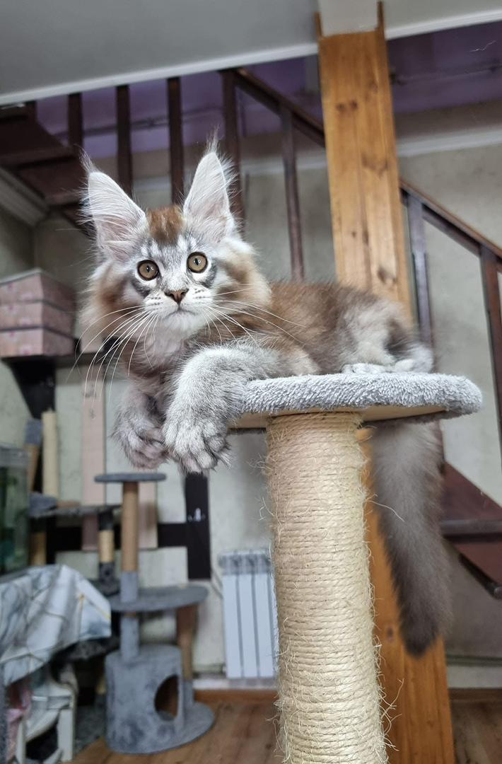 maine coon kittens for sale