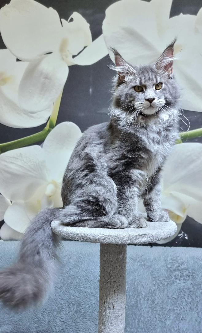 maine coon kittens for sale