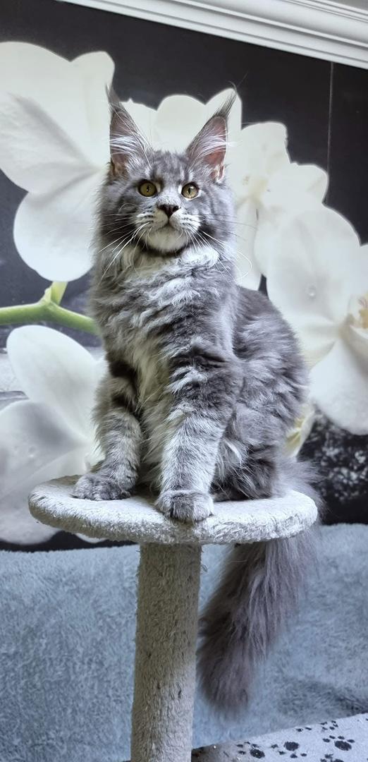 maine coon kittens for sale