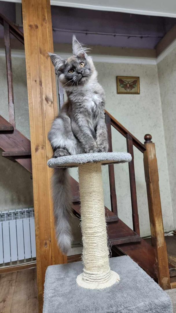 maine coon kittens for sale